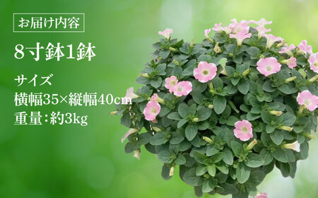 【4月末より順次発送】 サフィニア ももいろハート 鉢花　/ 瑞浪市 中山園芸 花 お花 お祝い 鉢植え 生花 ギフト プレゼント フラワー[AZDC005]