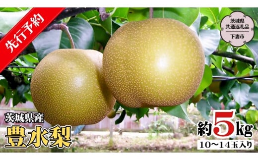 【 先行予約 】 茨城県産 豊水 梨5kg 10玉～14玉入り   (茨城県共通返礼品 ／下妻市） ( 2024年8月上旬発送開始 )  梨 数量限定 なし ナシ フルーツ 果物 旬 産地直送 JA 常総ひかり [DF002sa]