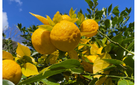 ゆずのめぐ実ぽん酢しょうゆ 5本セット ぽん酢 ゆずぽん酢 南房総産ゆず 生醤油 ゆず果汁 ヒゲタ特選醤油 千葉県産
