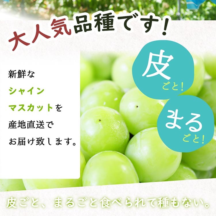 紀州和歌山産シャインマスカット 約1kg◇ ※離島への配送不可 ※2025年8月下旬頃～9月上旬頃に順次発送予定_イメージ2