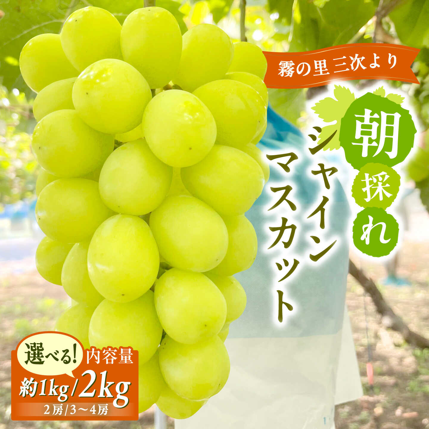 【ふるさと納税】【先行予約/選べる容量】シャインマスカット 家庭用 約1kg or 約2kg ＜9月上旬ごろから順次発送＞ ぶどう シャイン マスカット 朝どれ 新鮮 あまい 大粒 農家直送 直送 ブドウ 葡萄 広島 みよし 三次 三次市 / ぶどうばたけ344[APDJ001]