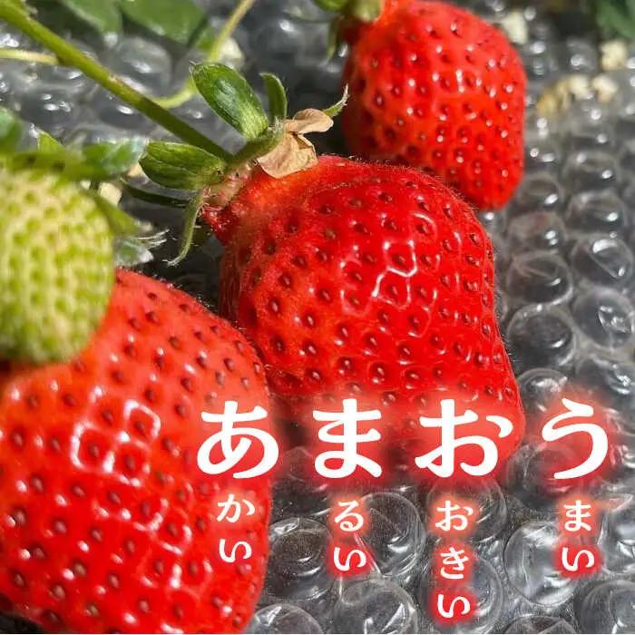 【先行予約】津田くん農園のあまおう 1kg VDG001 あまおう