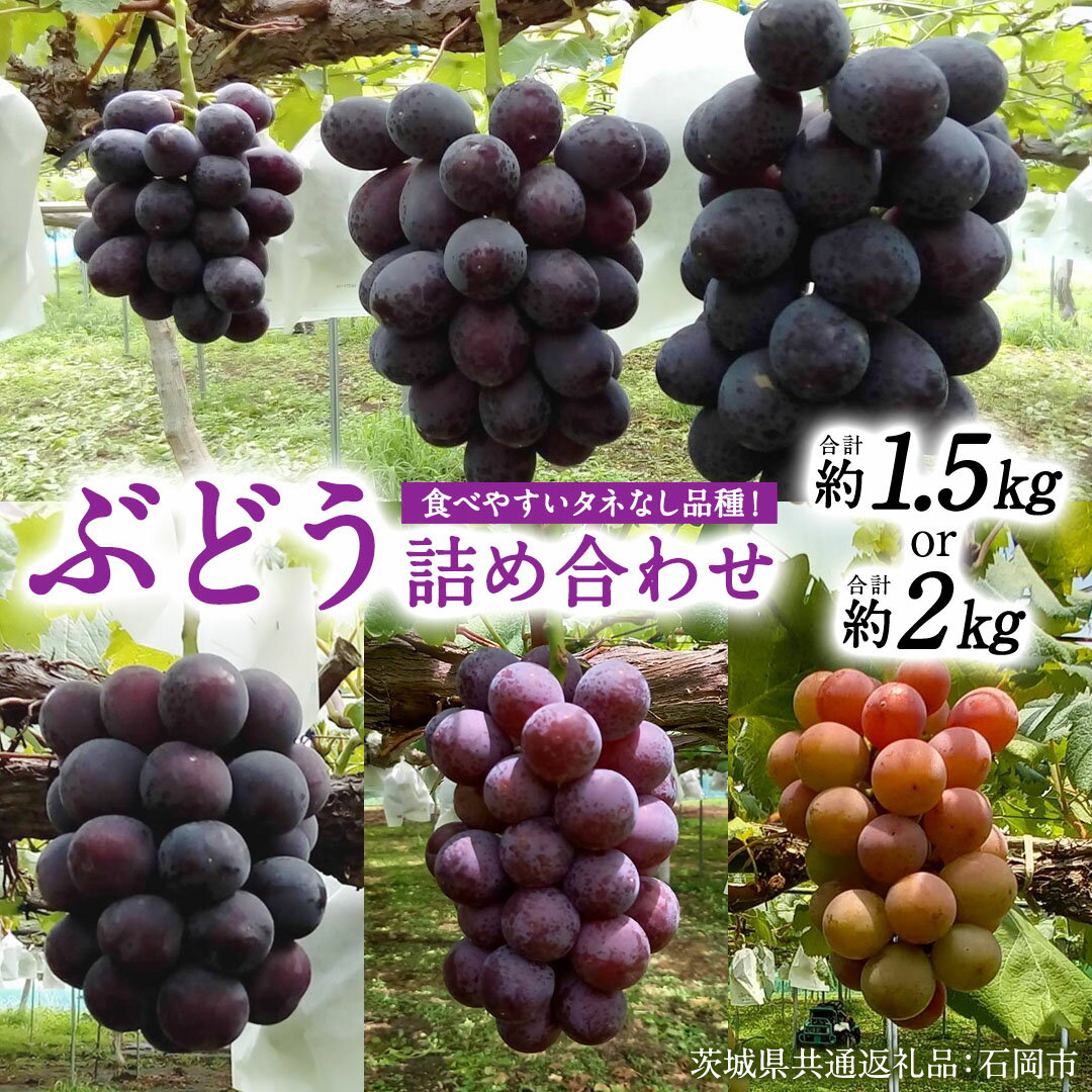 【ふるさと納税】《 選べる 重量 》旬 の「 種なし ぶどう 」 詰め合わせ 約 1.5kg ～ 約 2kg 【茨城県共通返礼品/石岡市】 葡萄 ブドウ 種無し