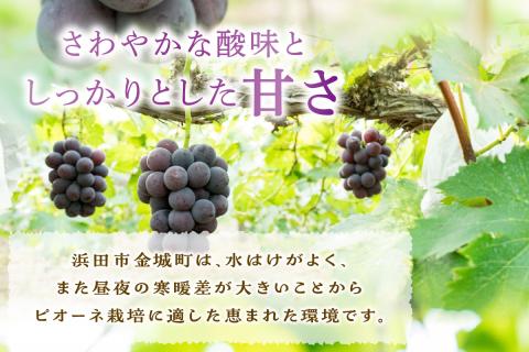 【先行予約】【2025年産】山陰浜田の特産果樹ピオーネ（2kg）＜8月下旬から発送開始予定＞ ふるさと納税 ぶどう ふるさと納税 ピオーネ ブドウ 葡萄 フルーツ くだもの 果物 【010_1945】