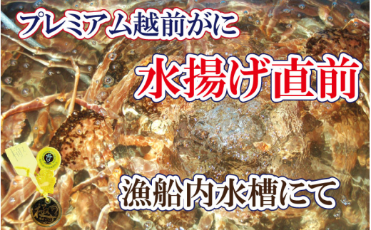 越前がに本場の越前町からお届け！ 完全なる越前がに「極」 × 1杯 桐箱入り！越前がにの頂点【3月発送分】【浜茹でお届け】希望日指定可 備考欄に希望日をご記入ください [e37-x013【】03b]