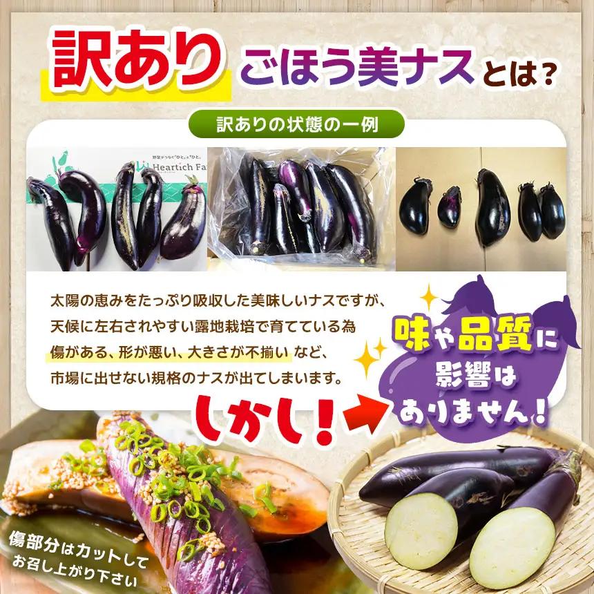 【定期便3回】農家さん応援！訳ありごほう美ナス 約3kg