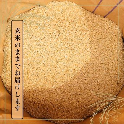 ふるさと納税 十日町市 【令和7年産】魚沼産新之助(玄米)30kg |  | 02