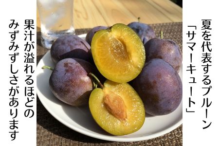 生プルーン　サマーキュート2kg　（500g×4パック）【期間限定】［RS-109］