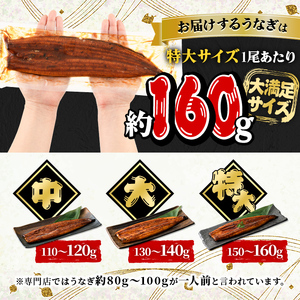 鹿児島県産うなぎ蒲焼セット＜特大＞(計480g・ 約160g×3尾) タレ・山椒付き 鰻 ウナギ 国産【西日本養鰻】A506