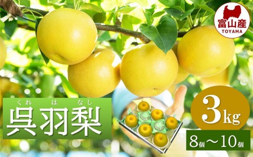 富山 大和百貨店 選定　呉羽梨　幸水　3kg（8個～10個入）|富山市 百貨店選定 富山の特産品 和梨 フルーツ 果物 甘み豊か みずみずしい 厳選出荷 人気 おすすめ 秋の味覚 旬の果実 国産 フルーツギフト 贈答用 家庭用 ジューシー 高糖度 新鮮 果肉たっぷり 食後デザート 富山県産 季節限定 お取り寄せ ふるさと納税