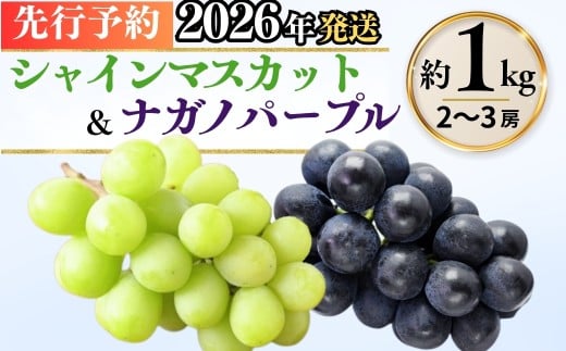 【2026年先行予約】シャインマスカット ＆ ナガノパープル 詰め合わせ セット  計約1kg（2~3房）※最低900g以上 | 果物 フルーツ 白ぶどう 黒ぶどう 葡萄 ブドウ グレープ 種無し 種なし 皮ごと 産地直送 信州 信州ぶどう 信州葡萄 千曲市 長野県
