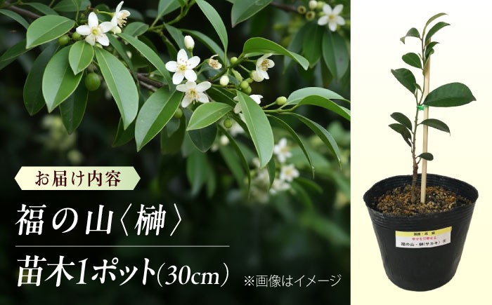 商標登録済みの国産本榊「福の山・榊」 植物 さかき 苗木 地植え 神棚 祭壇