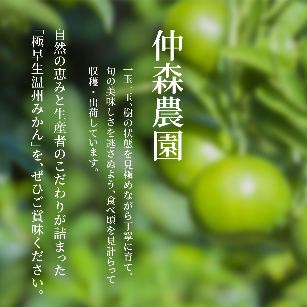 仲森農園の極早生温州みかん 約5kg みかん ミカン 蜜柑 温州みかん 温州ミカン 柑橘 フルーツ 果物 くだもの 甘い 旬 数量限定 期間限定 産地直送 10000円 三重県 熊野市【2026年9月