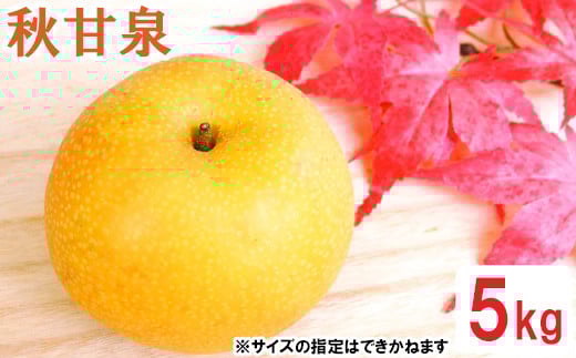 鳥取県産 秋甘泉梨　5kg