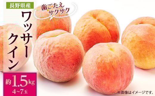 
            ＜2026年発送＞フルーツ王国　長野県信州直送　ワッサークイン　約1.5kg(4～7玉)　_ 桃 もも 果物 フルーツ くだもの ワッサークイン ネクタリン 硬い 贈答 ギフト プレゼント 信州 長野 送料無料 人気 産地直送 おすすめ 【1530500】
          