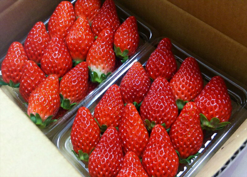 【ふるさと納税】【期間限定／先行予約】朝穫れ直送!イチゴ約1kg（北海道・沖縄県・離島は発送不可）4種類のイチゴから厳選 苺 ストロベリー 【 イチゴ 産直 新鮮 フルーツ （長野県佐久市産）井上寅雄農園 長野県 佐久市 旬彩 】