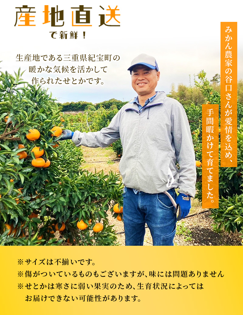 【先行予約】ご家庭用 たにぐち農園の せとか 4.5kg 大小混合【2027年3月から4月上旬までに順次発送予定】【mtn012C】