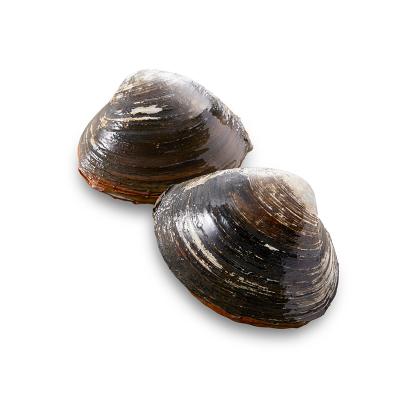 ふるさと納税 釧路市 [船上]剥きほっき(刺身用)1kg(20玉前後)×1袋 ふるさと納税 貝 F4F-1540 |  | 02