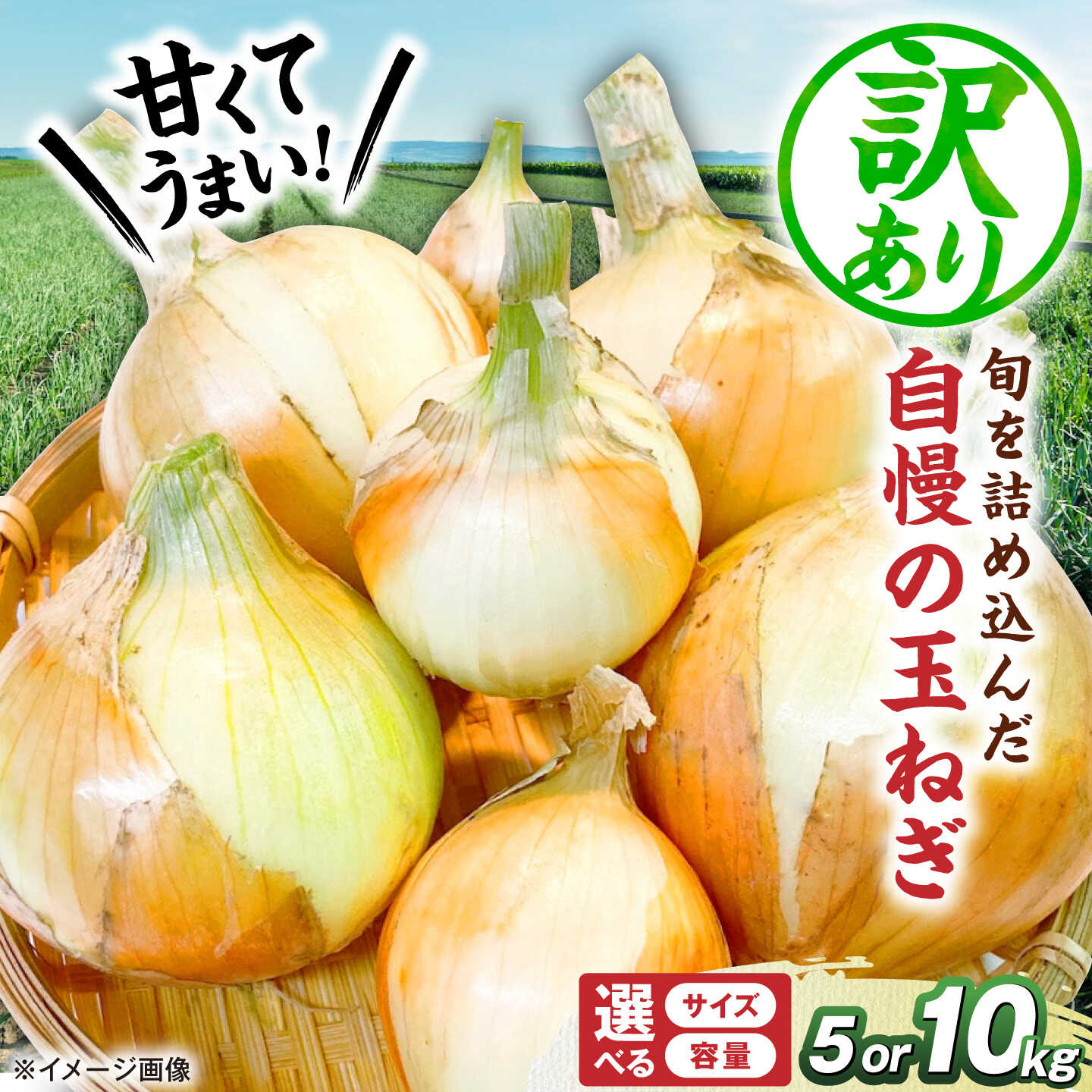 【ふるさと納税】【訳あり】玉ねぎ 5kg 10kg 選べる容量 選べるサイズ たまねぎ タマネギ 滋賀県長浜市/柏本農園株式会社 [AQDZ001]