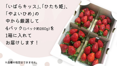 【 先行予約 】 【 定期コース 】 厳選 いちご 4パック 【 毎月 第3木曜に全3回発送 初回発送 2025年1月23日 】 ( 茨城県共通返礼品 : 常陸太田市 ) 約260g×4パック いばら