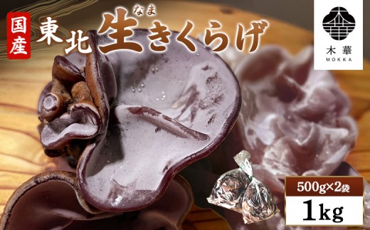 《国産》東北きくらげ【木華(もっか)】1kg (500g×2袋) | きのこ 国産きくらげ 生きくらげ 食物繊維 カルシウム ビタミンD ミネラル 低カロリー ヘルシー スーパーフード 美容 特産品 農薬不使用 食感 歯ごたえ 肉厚 プリプリ コリコリ ヒラヒラ  刺身 ポン酢 湯通し スープ 炒め物 サラダ おつまみ CONCO お取り寄せ 宮城県 白石市 白石【580003】