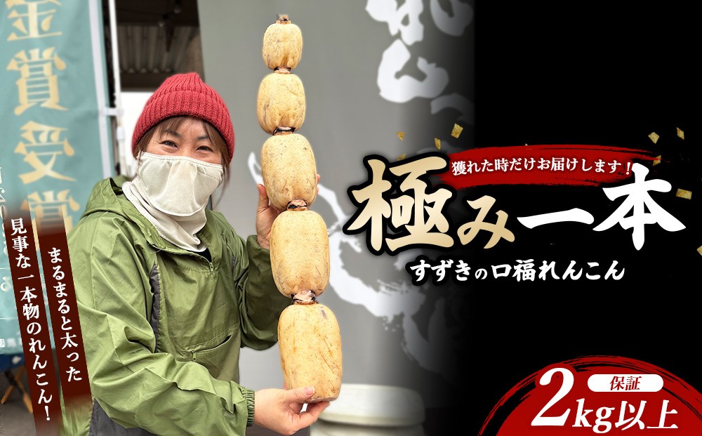 
                  まるまると太った見事な一本物のれんこん (2kg以上保証)を、穫れた時だけお届けします！ すずきの口福れんこん「極み 一本」 ※2026年8月～発送
                