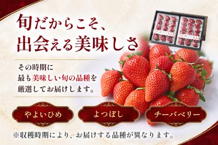 【先行予約 2027年1月中旬以降発送】旬の品種を厳選 至福の完熟いちご 約800g 化粧箱入り【配送不可地域：離島・沖縄県】【1778752】
