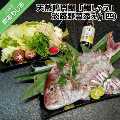 ふるさと納税 南あわじ市 天然鳴門鯛「鯛しゃぶ」淡路野菜添え(1匹)