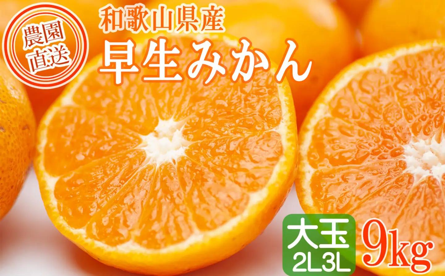 訳あり 早生みかん ２L・３Lおまかせ 9kg 和歌山みかん