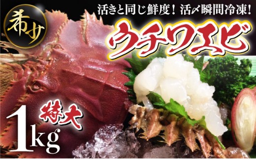 活〆ウチワエビ特大 1000g(5～6尾)セット｜国産 東洋町産 セット うちわえび 新鮮 海鮮 高知県 東洋町 四国 お取り寄せ 送料無料 S210