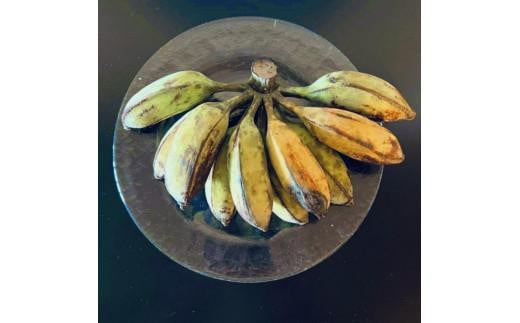 ◆幻のアイスクリーム・バナナ２kg◆沖縄県南城市産【ブルージャワバナナ】2025年8月～11月発送