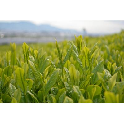 ふるさと納税 島田市 茶お!浮世絵5点セット |  | 01