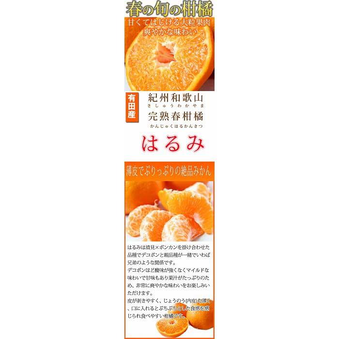 果肉ぷりぷり!完熟はるみ　５ｋｇ【2026年2月中旬頃～2026年2月下旬頃に順次発送】【UT22】　XF032_イメージ2