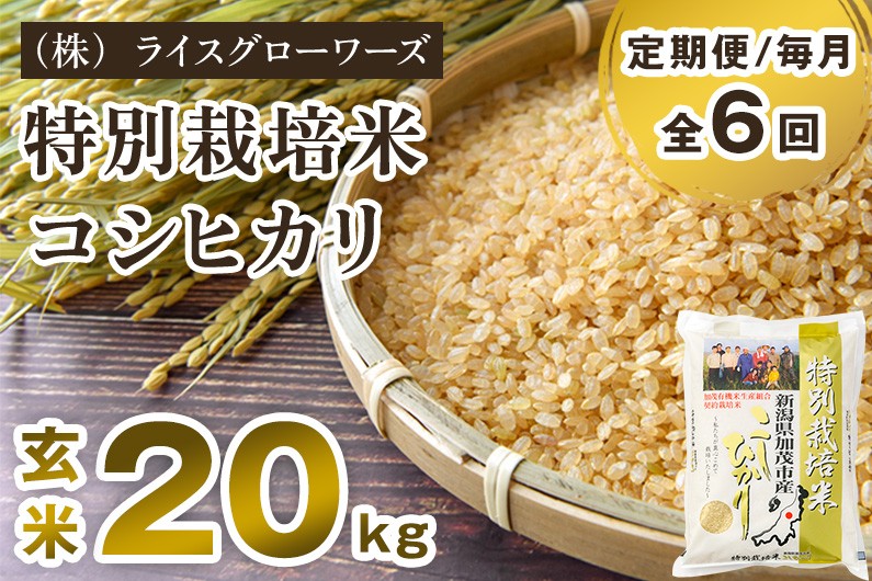
                  【令和8年産新米】【定期便6ヶ月毎月お届け】特別栽培米 コシヒカリ 玄米 20kg（5kg×4）《順次出荷》 従来品種 従来コシヒカリ お米 米 （株）ライスグローワーズ 新潟県 加茂市産 定期便
                