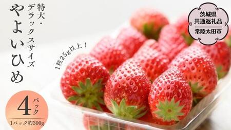 【2025年1月上旬】やよいひめ (4パック)　特大・デラックスサイズ（茨城県共通返礼品／常陸太田市） 大粒 フルーツ 苺 イチゴ いちご 新鮮 朝採れ 茨城県 桧山FRUITFARM [DY014sa]
