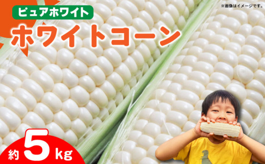 【 先行予約 】 とうもろこし ホワイトコーン スイートコーン 約5kg  《2026年6月下旬～発送》 野菜 ピュアホワイト 白い 甘い 夏野菜 高糖度 朝採れ 農家直送 生産者直送 新鮮 コーン サラダ ギフト 贈り物 お取り寄せ ご当地 特産物 徳島県 阿波市 四国