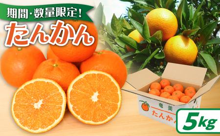 【 2027年度 先行予約 】たんかん 5kg A021-027 期間 数量 限定 タンカン 甘い 糖度12度前後 みずみずしい 果汁たっぷり 柑橘 旬 冬 果物 フルーツ サイズ おまかせ 奄美大島 安田商店 ふるさと納税 鹿児島 奄美市 おすすめ ランキング プレゼント ギフト