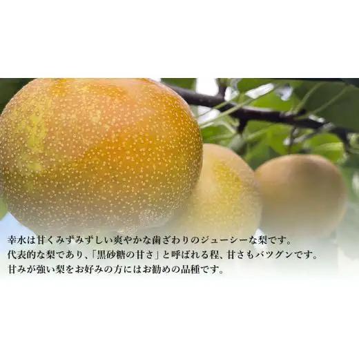 【 先行予約 】茨城県産 梨 幸水 約 5kg 11玉～16玉 ( 茨城県共通返礼品 : 常陸太田市 ) 【 2026年8月中旬発送予定 】