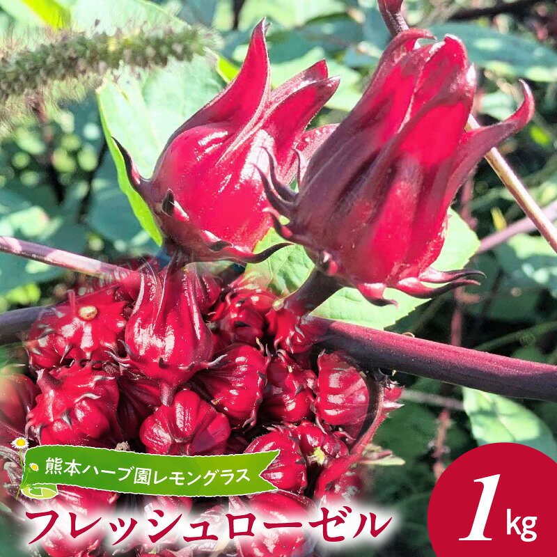【ふるさと納税】フレッシュ ローゼル 1kg ガク 苞 熊本県産 国産 ハーブ 生食 ローゼルティー ノンカフェイン ハーブティー ジャム ゼリー お茶 塩漬け 甘酢漬け サラダ シロップ漬け はちみつ漬け 果実酒 酸味 熊本ハーブ園 お取り寄せ 送料無料【熊本県宇土市】