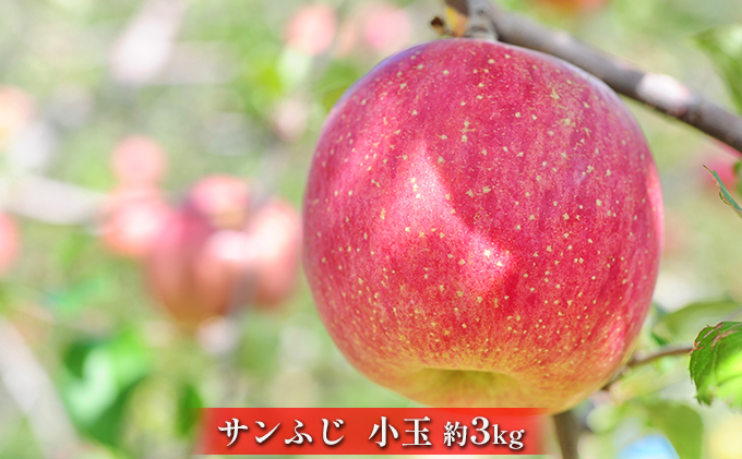 
            松澤農園　信州サンふじ小玉約3kg [№5915-1036]
          