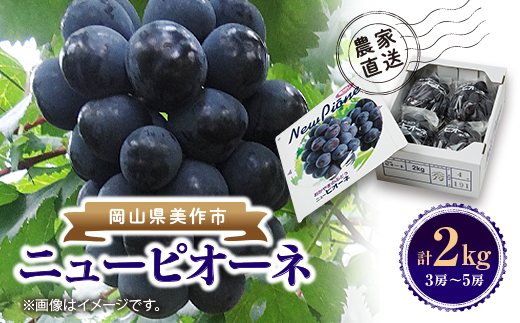 【2026年先行受付】ニューピオーネ　2kg(3房〜5房)【配送不可地域：離島】【1074126】