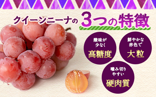 【先行予約】ぶどう クイーンニーナ 約2kg 3～4房【2025年8月下旬～9月下旬配送予定】朝採れ即日発送 新鮮 生産者直送 果物 フルーツ 冷蔵便 佐賀県 鹿島市 送料無料 C-39