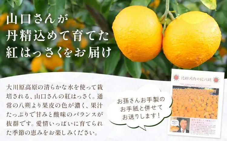  紅はっさく 約3kg 八朔 