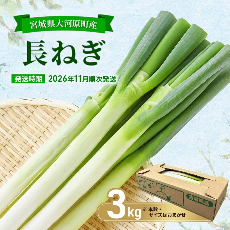 【ふるさと納税】長ねぎ 約3kg 新鮮 野菜 ねぎ 葱 野菜 やさい 新鮮 鍋 薬味 焼きネギ 業務用 家庭用 宮城県 大河原町　お届け：2026年11月上旬～2027年3月中旬