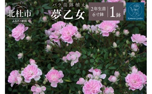 【2026年2月以降発送】バラ苗鉢植え「夢乙女」バラ 苗 1鉢 弱い返り咲き 鉢植え 花 6寸鉢 2年生苗 ガーデニング 初心者 母の日 父の日