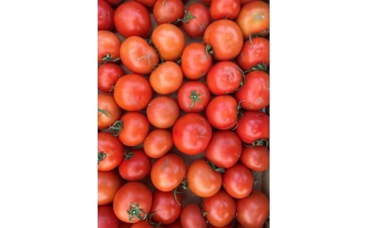 むつ市産　寅福菜園の「サステナブルトマト」訳あり2kg