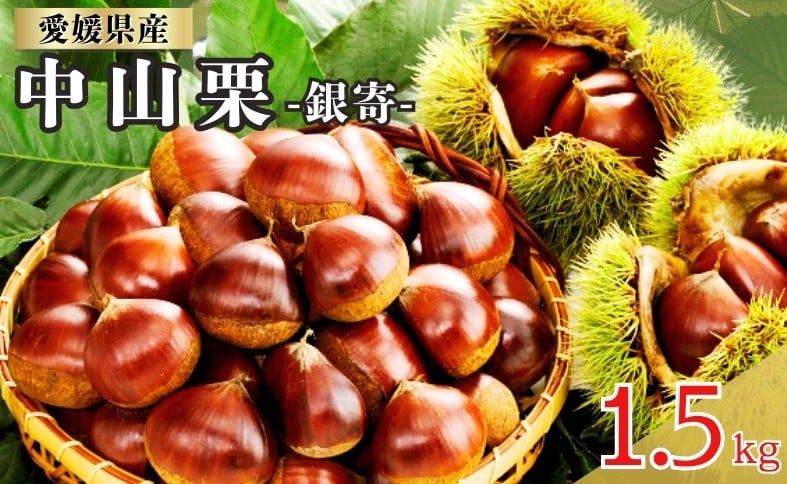 
            中山栗 銀寄 2Lサイズ 1.5kg 愛媛県ブランド 栗 クリ 冷蔵便 濃厚な甘み ホクホク 焼き栗 栗ごはん 中山町 伊予市 愛媛｜B463
          