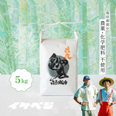 ふるさと納税 佐渡市 新潟県佐渡産 令和7年産 【亀の尾】 白米 5kg