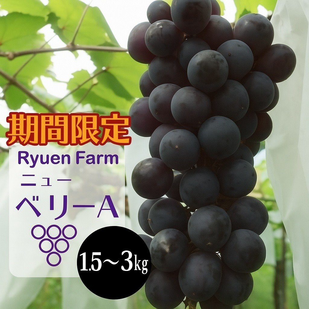 
            【2025年8月下旬から発送】ニューベリーA 1.5kg 3kg 冷蔵 ぶどう 巨峰 旬 フルーツ 果物 くだもの 福岡県川崎町 竜円農園 先行予約 ぶどう 数量限定 ぶどう RYE003-oya
          