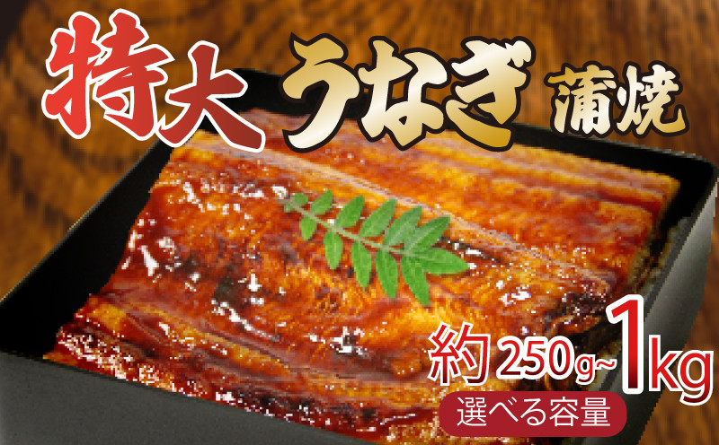 
            うなぎ 蒲焼き 特大 250g  500g 1kg タレ付き 冷凍 小分け 特上うなぎ うなぎ 料亭 肉厚 ふっくら 香ばしい うなぎ蒲焼き 鰻蒲焼 養殖鰻 養殖うなぎ 温めるだけ 簡単調理 うな重 うな丼 土用 丑の日 ふわふわ パリパリ 手焼き ご飯 米 丼 お歳暮 ギフト プレンゼント 贈答 【 北海道・東北・沖縄・離島への配送不可 】
          